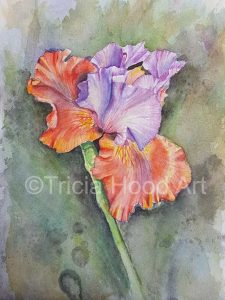 watercolour study of iris