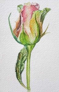 Watercolor rosebud