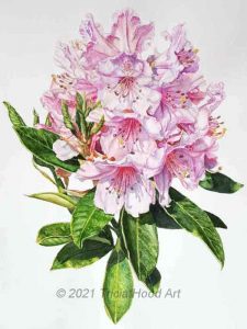Rhododendron Study