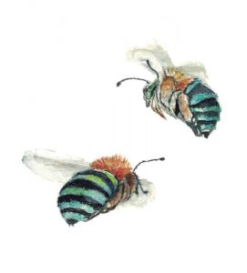 two native australian blue banded bees in flight