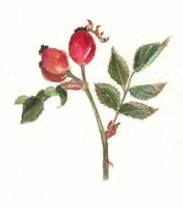watercolour study of rosehips