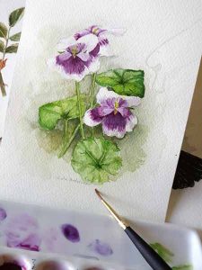 Watercolour study of Australian native violets